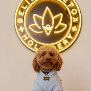 River, certified therapy dog at Believe Detox Center, seated in front of the Believe Detox neon lotus sign
